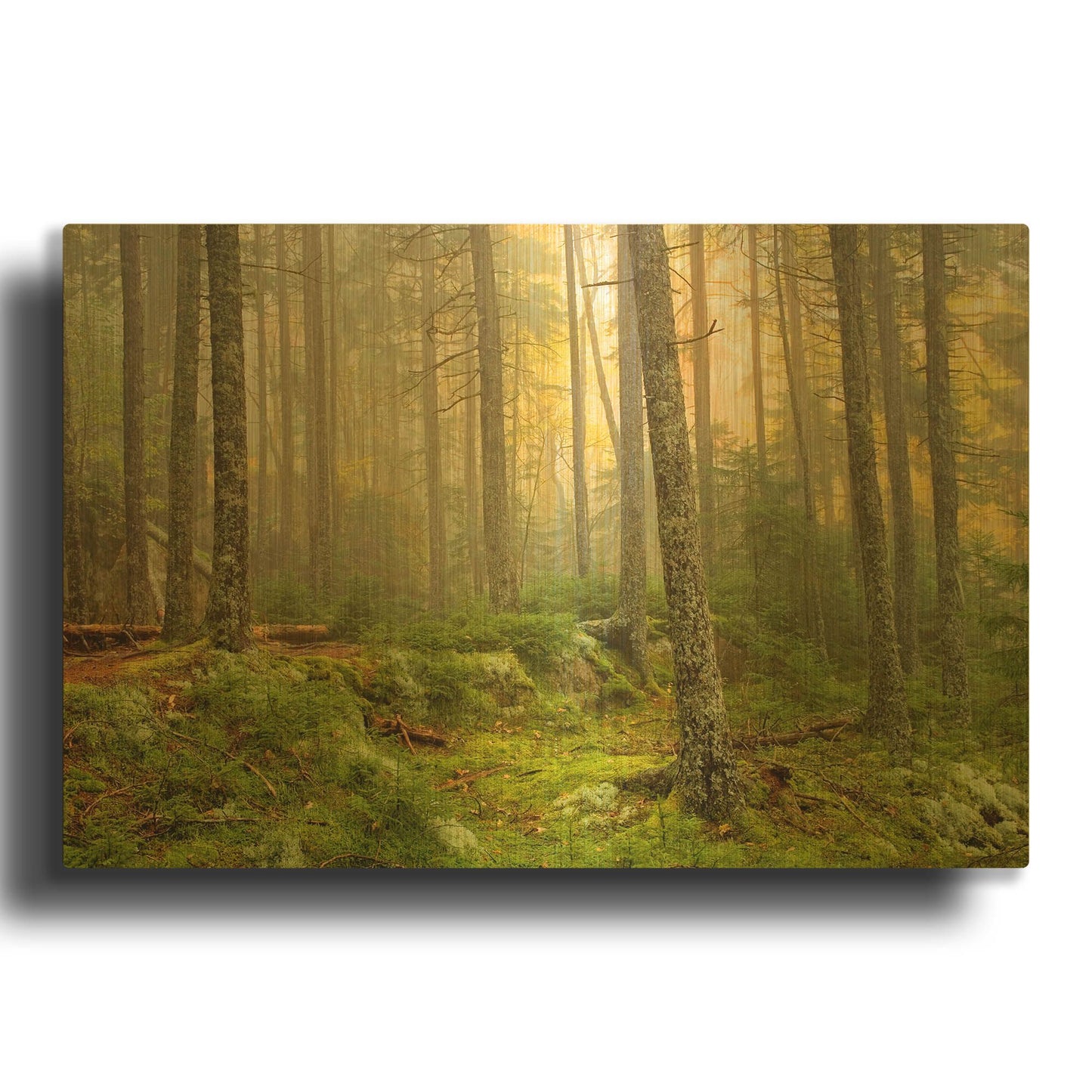 'Foggy Fire Woods' By Mike Jones Gold Metal Wall Art