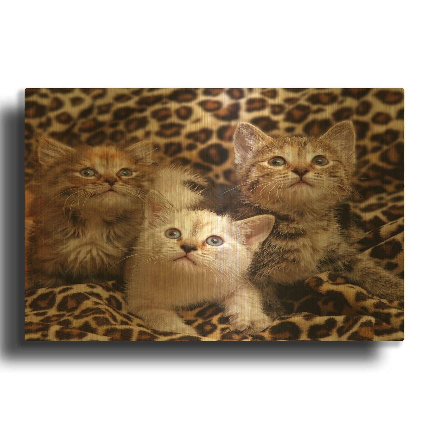 'Kittens' By Mike Jones Gold Metal Wall Art