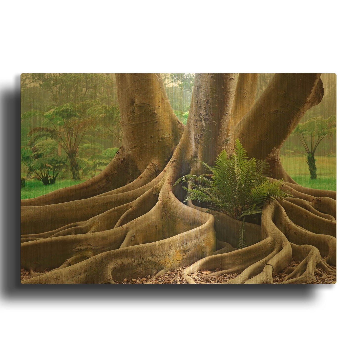 'Roots Sarasots Big Tree' By Mike Jones Gold Metal Wall Art