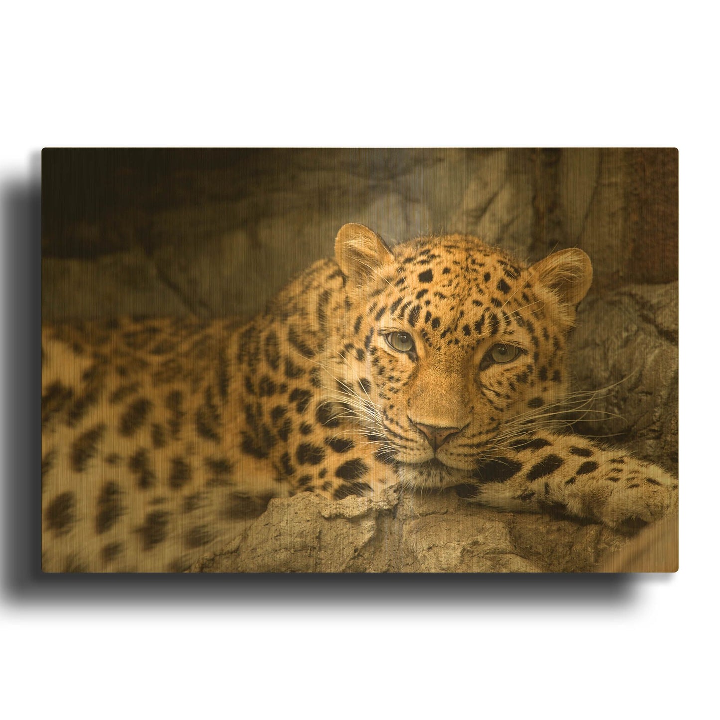 'Denver Zoo Snow Leopard' By Mike Jones Gold Metal Wall Art
