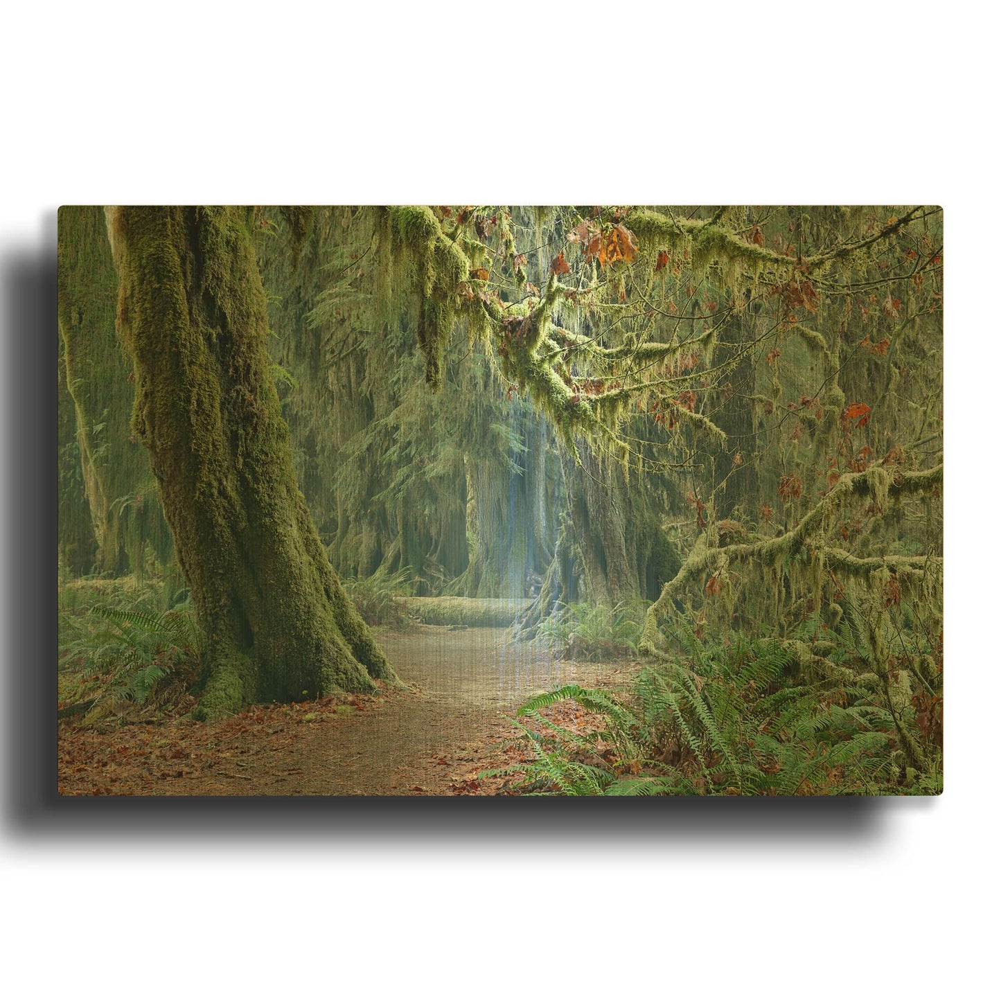 'Olympic NP Trail' By Mike Jones Gold Metal Wall Art