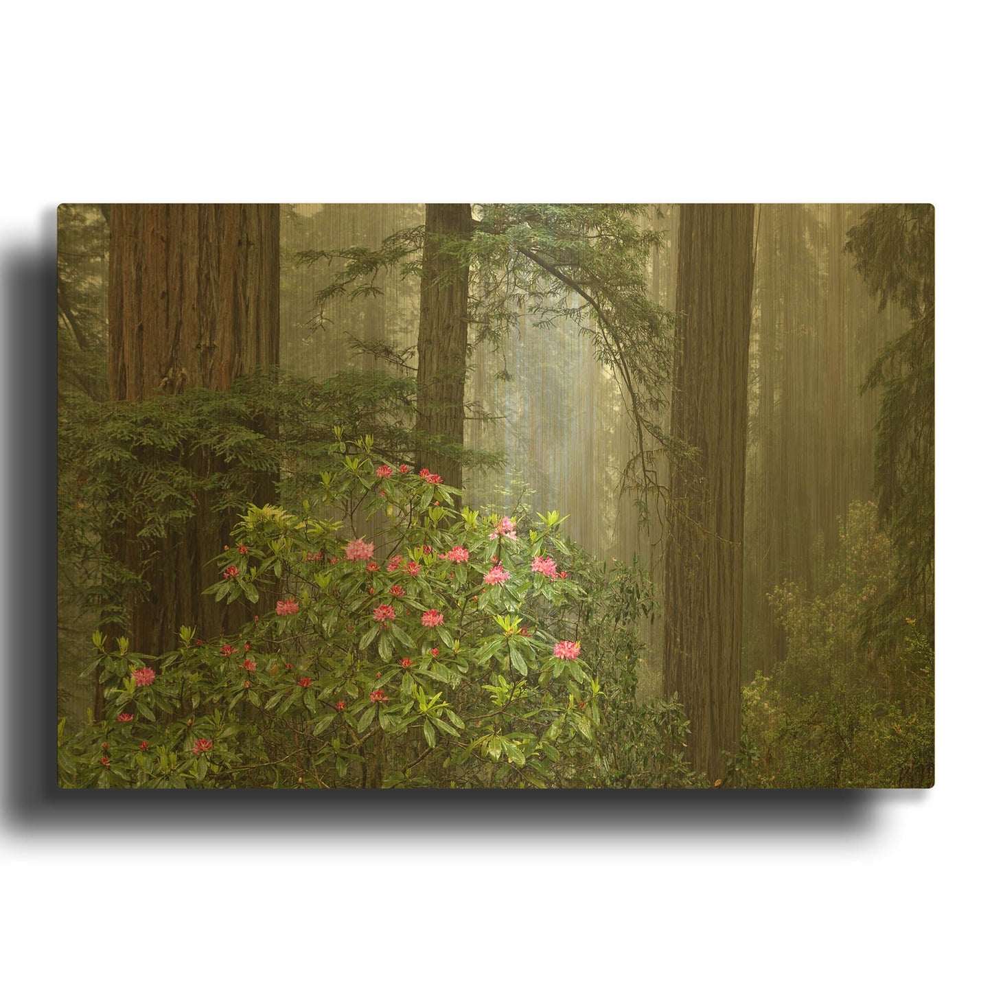 'Redwood Fog Rhododendrons' By Mike Jones Gold Metal Wall Art