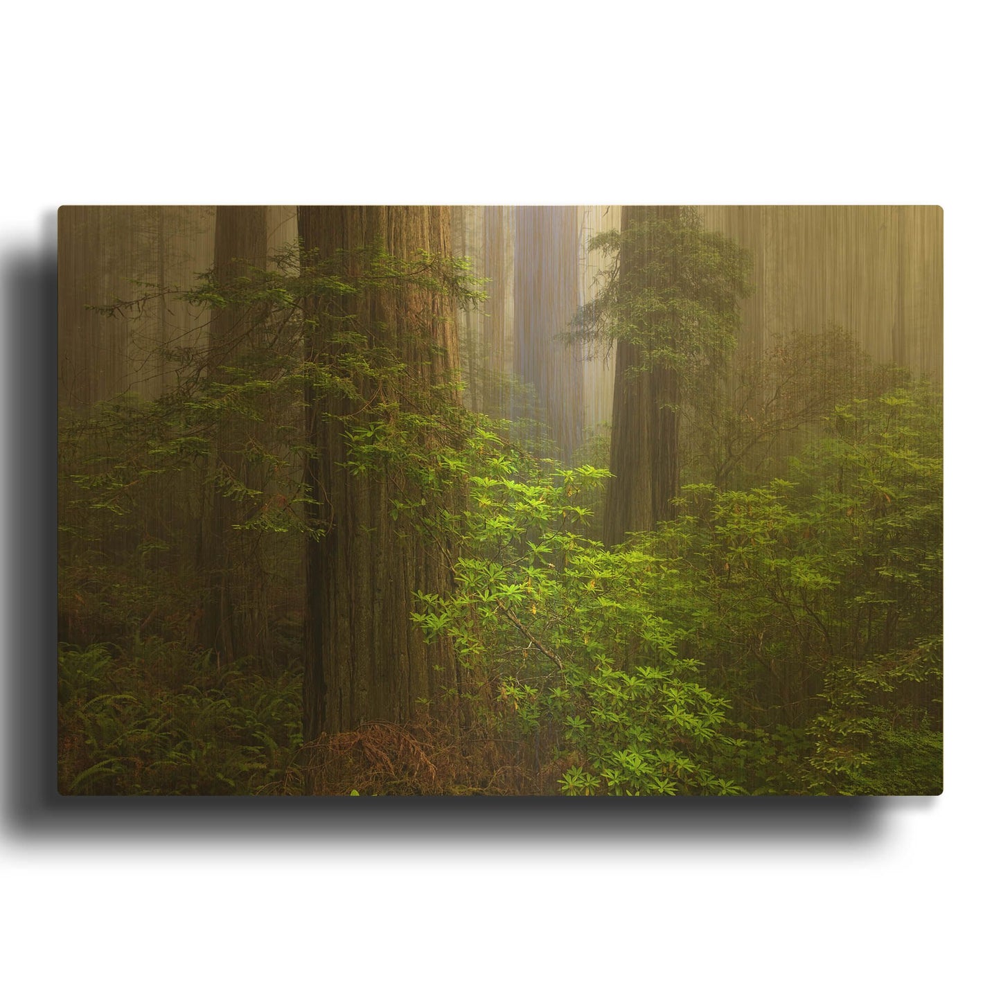 'Redwoods Fog' By Mike Jones Gold Metal Wall Art