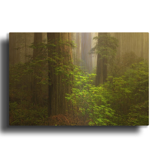 'Redwoods Fog' By Mike Jones Gold Metal Wall Art