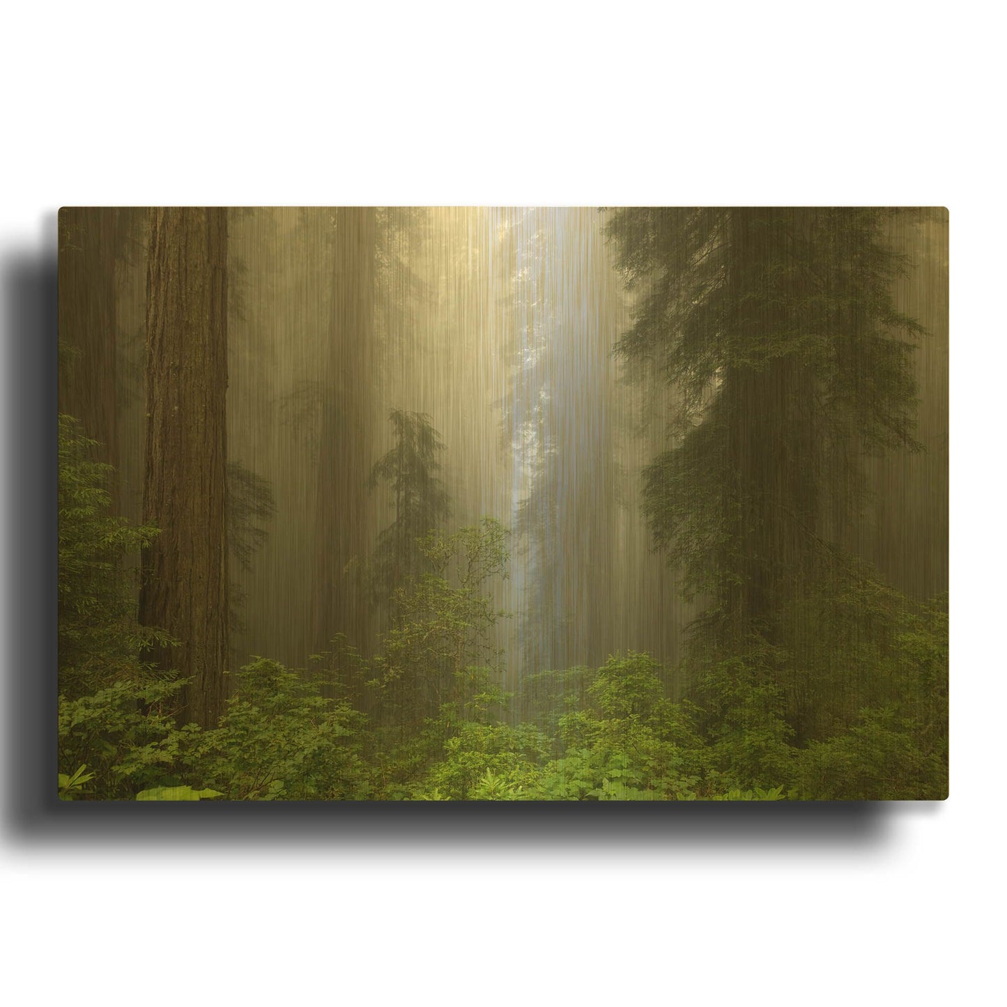 'Redwoods NP Fog' By Mike Jones Gold Metal Wall Art
