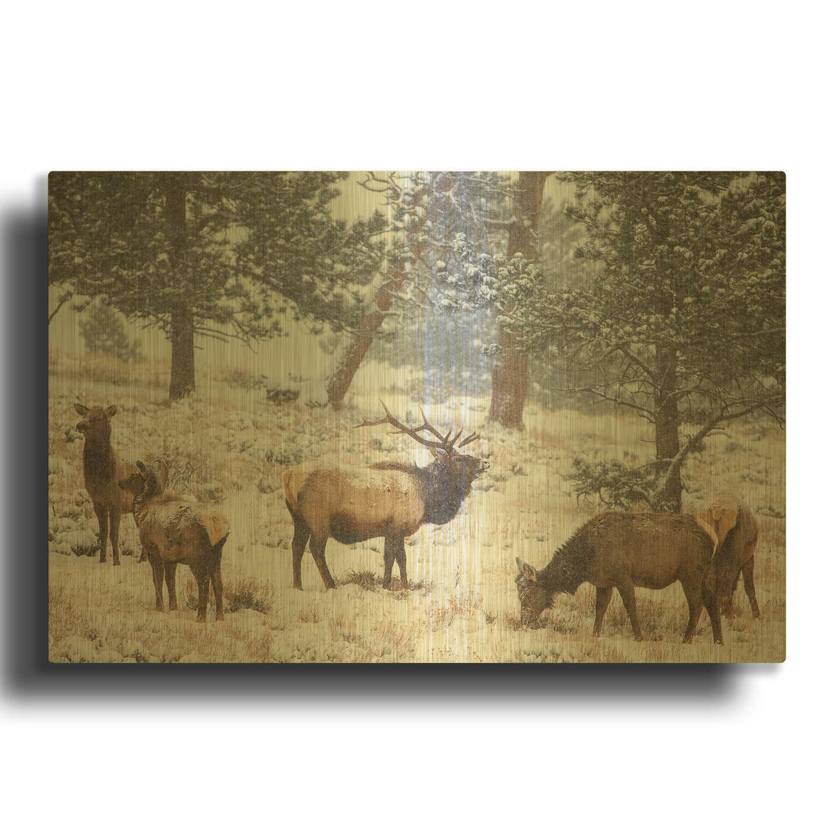 'Family Man - Rocky Mountain National Park' By Darren White Gold Metal Wall Art