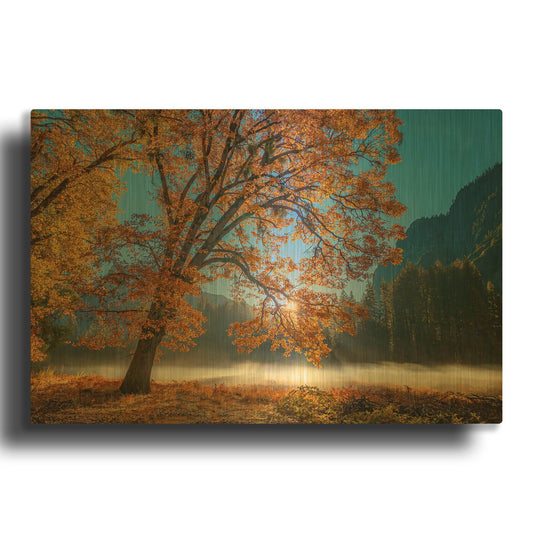 'Autumn Oak Sunrise & Fog' By John Gavrilis Gold Metal Wall Art