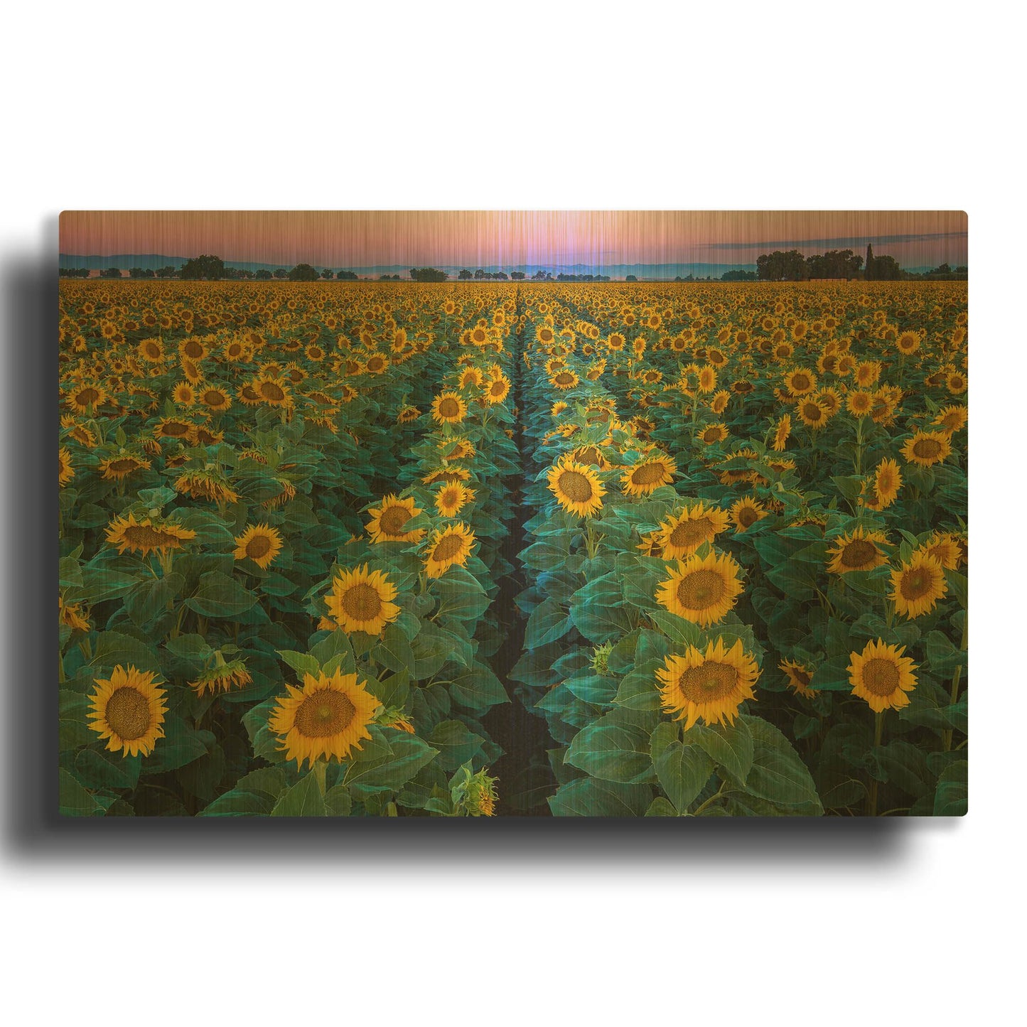 'Dawn Sunflowers' By John Gavrilis Gold Metal Wall Art