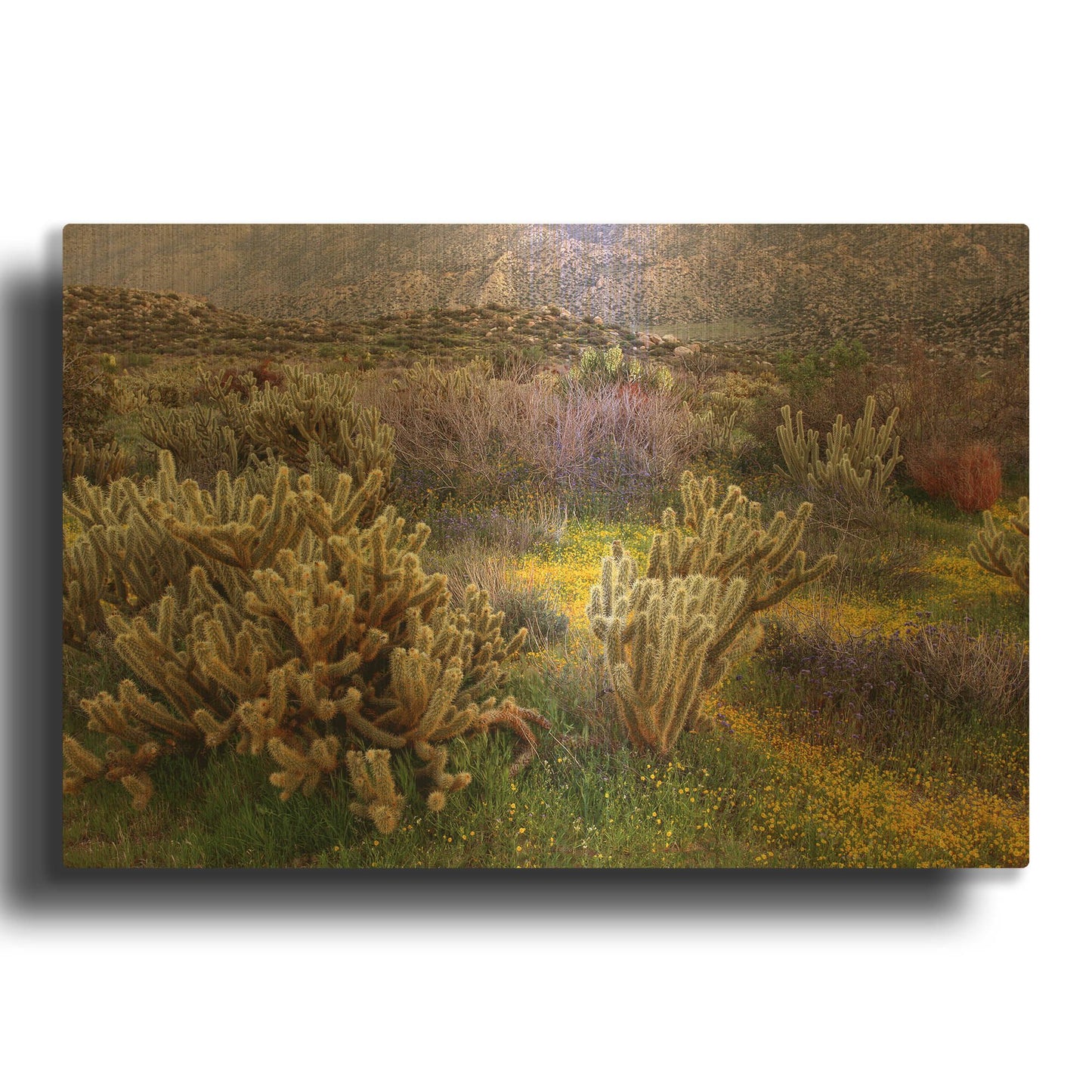 'Desert Cactus and Wildflowers' By John Gavrilis Gold Metal Wall Art