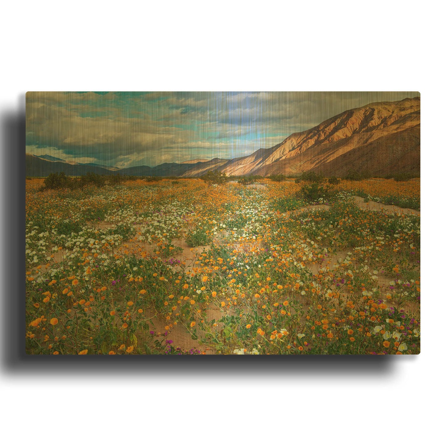 'Desert Wildflowers in Henderson Canyon' By John Gavrilis Gold Metal Wall Art