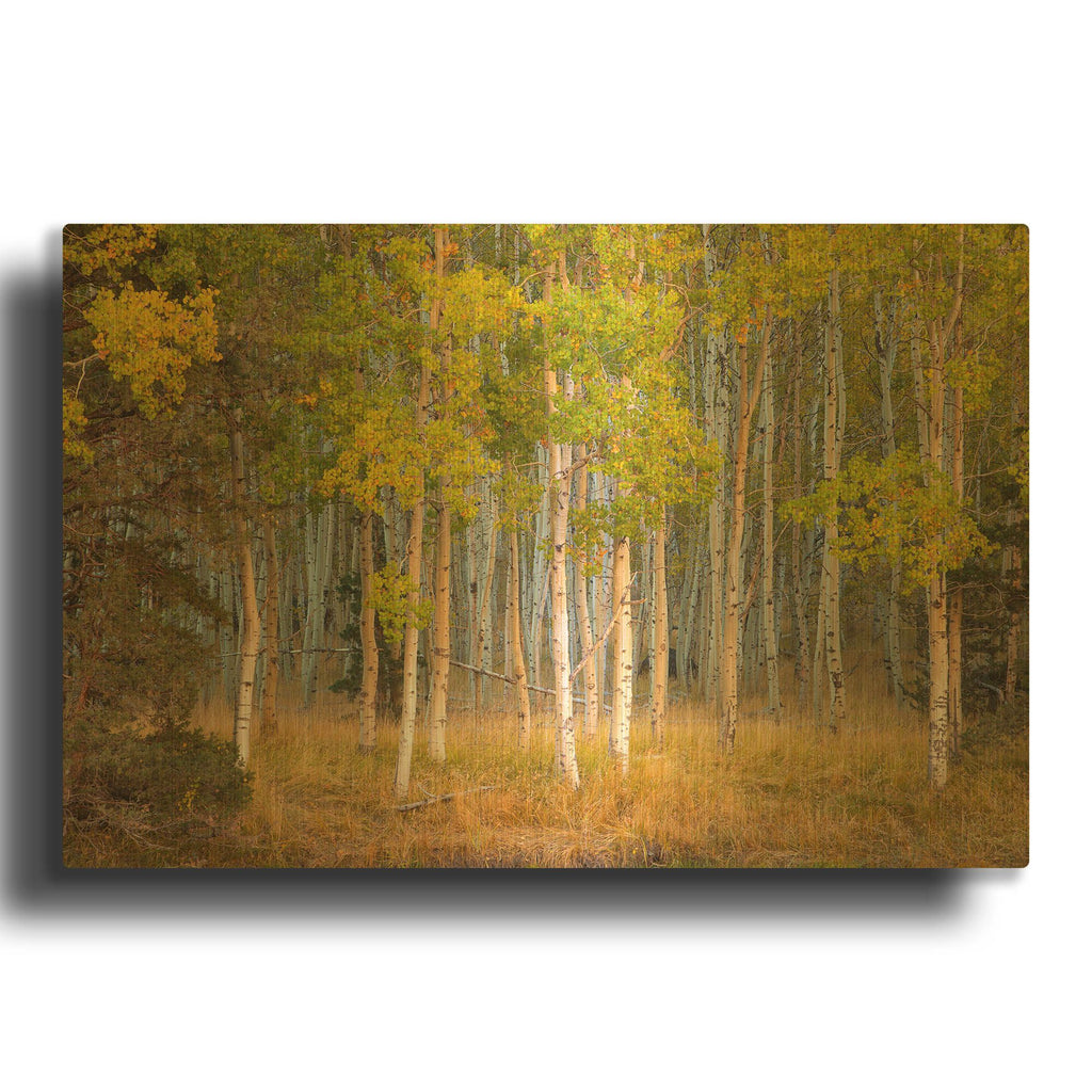 'June Lake Aspen' By John Gavrilis Gold Metal Wall Art