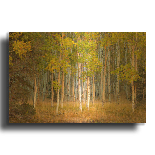 'June Lake Aspen' By John Gavrilis Gold Metal Wall Art