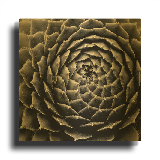 'Succulent' By Gary Horsfall Gold Metal Wall Art
