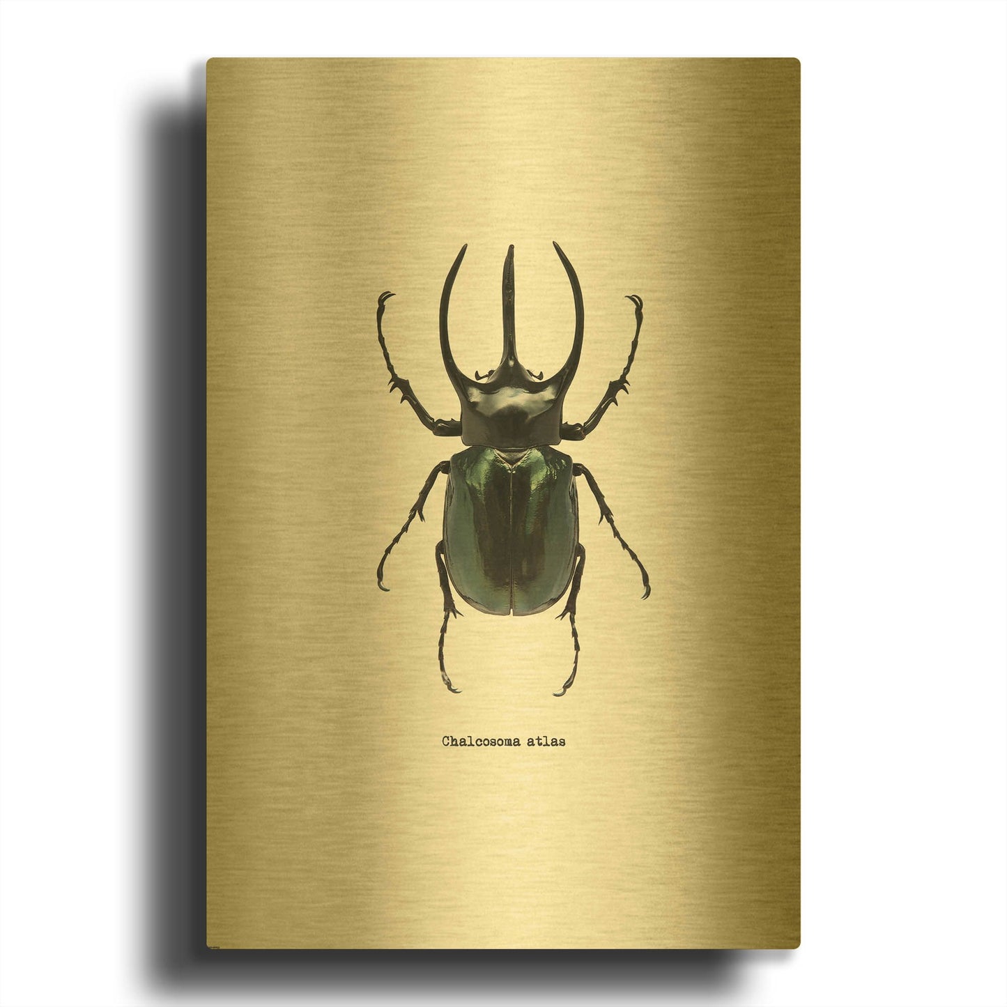 'Beetle Black' By GraphINC Gold Metal Wall Art
