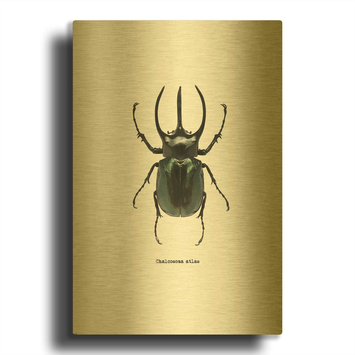 'Beetle Black' By GraphINC Gold Metal Wall Art