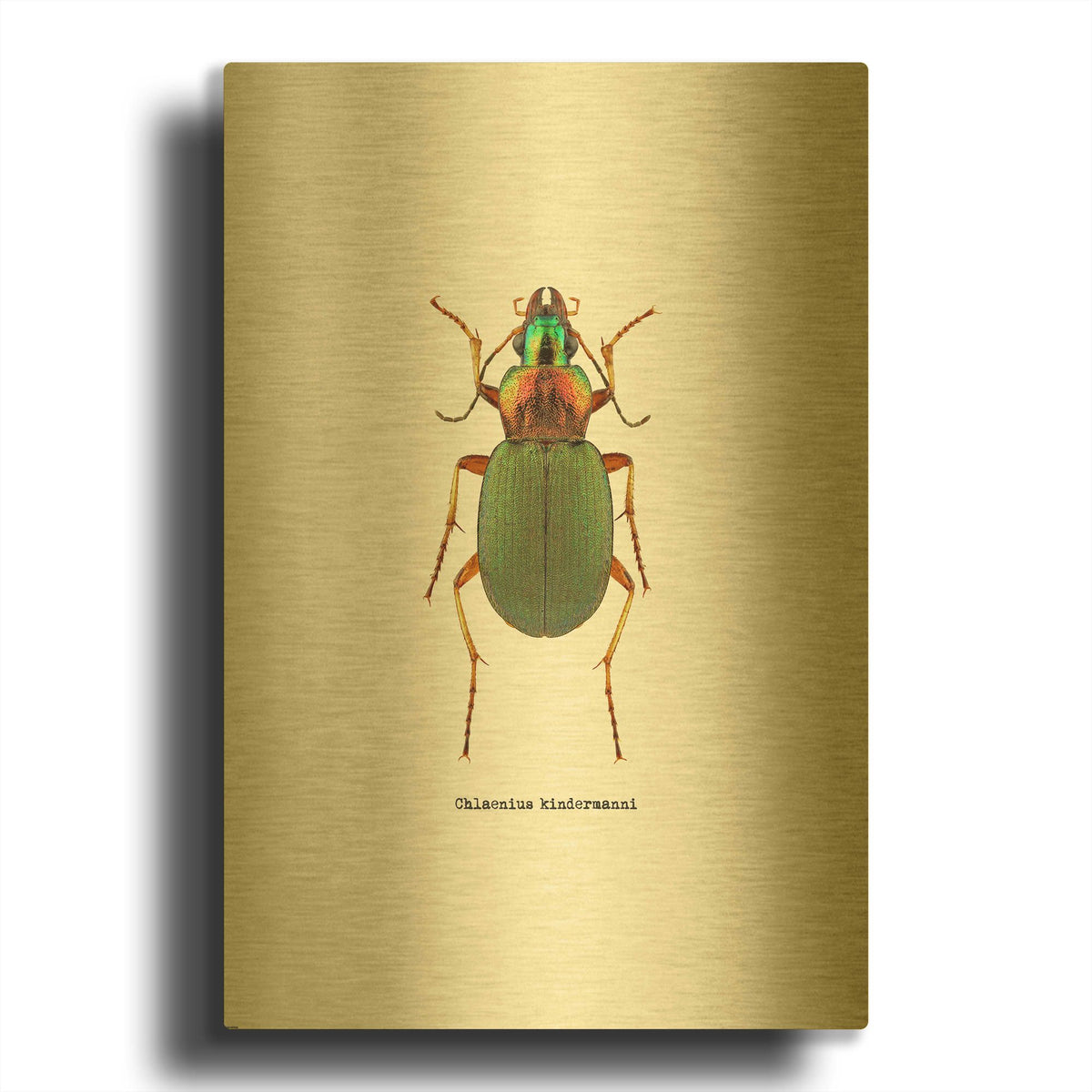 'Beetle Green' By GraphINC Gold Metal Wall Art