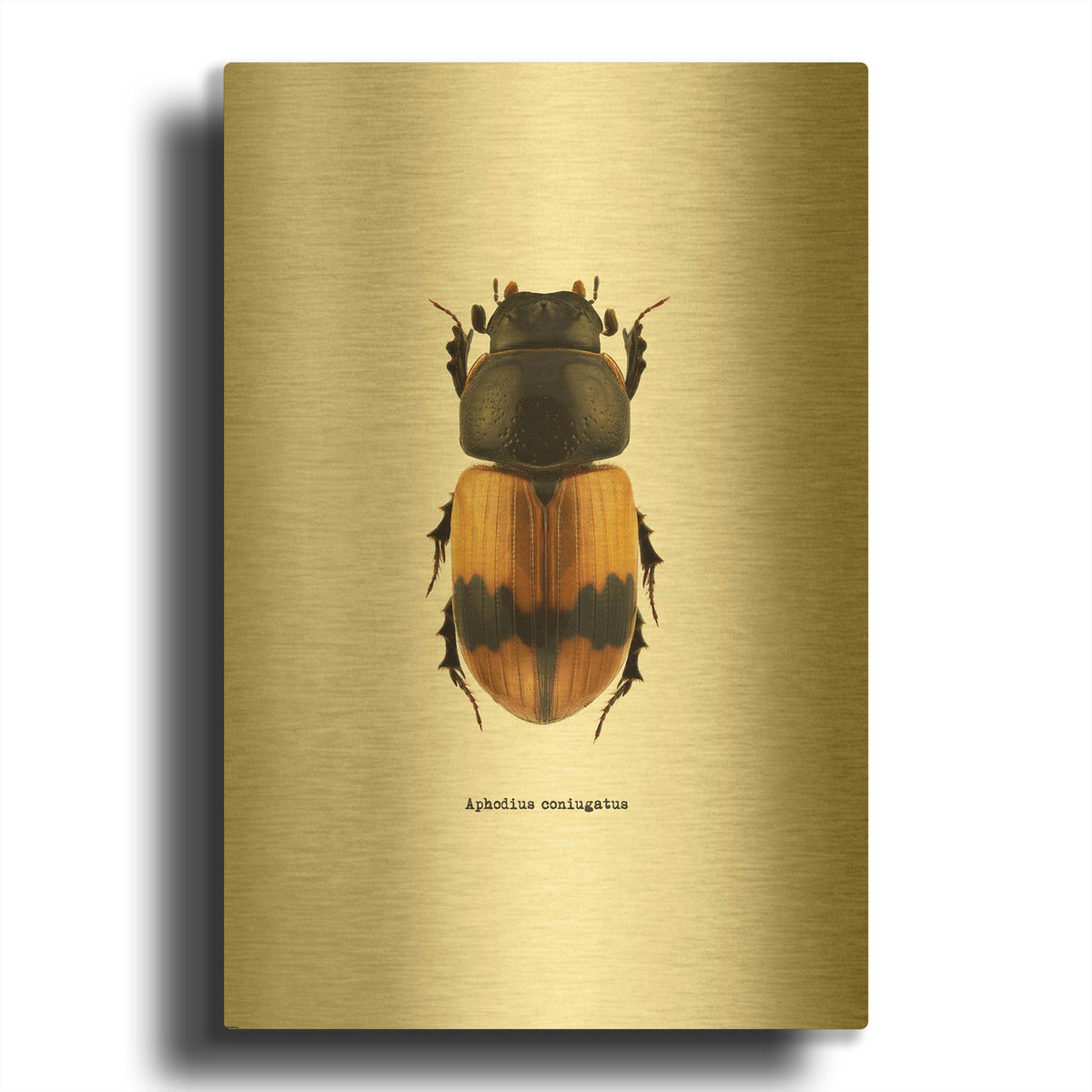 'Beetle Orange' By GraphINC Gold Metal Wall Art