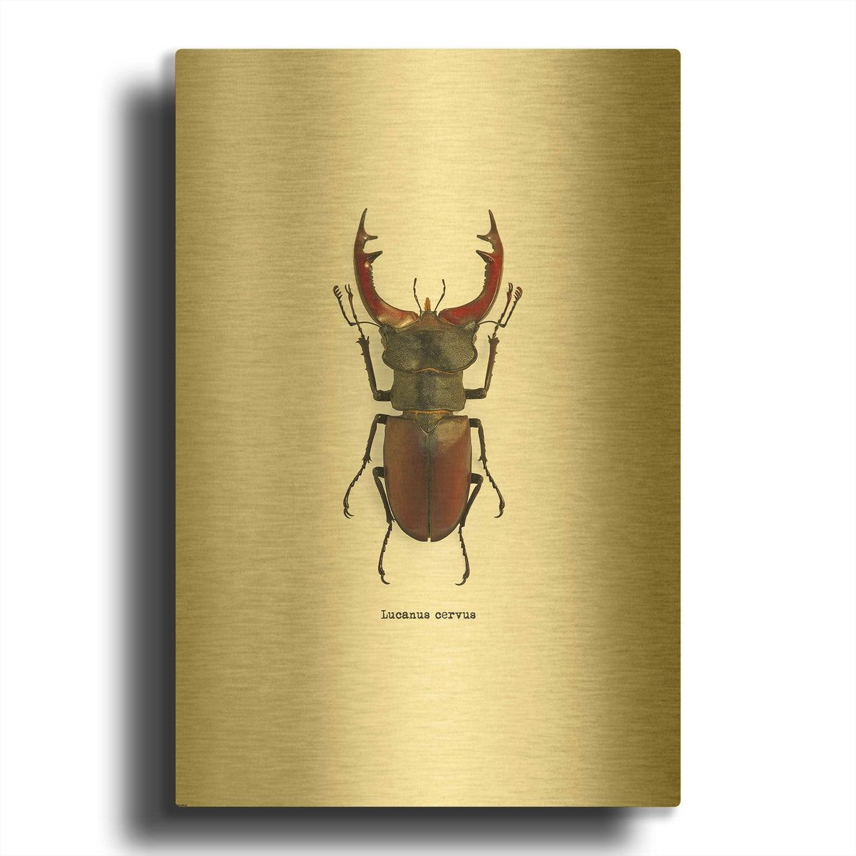 'Beetle Red' By GraphINC Gold Metal Wall Art