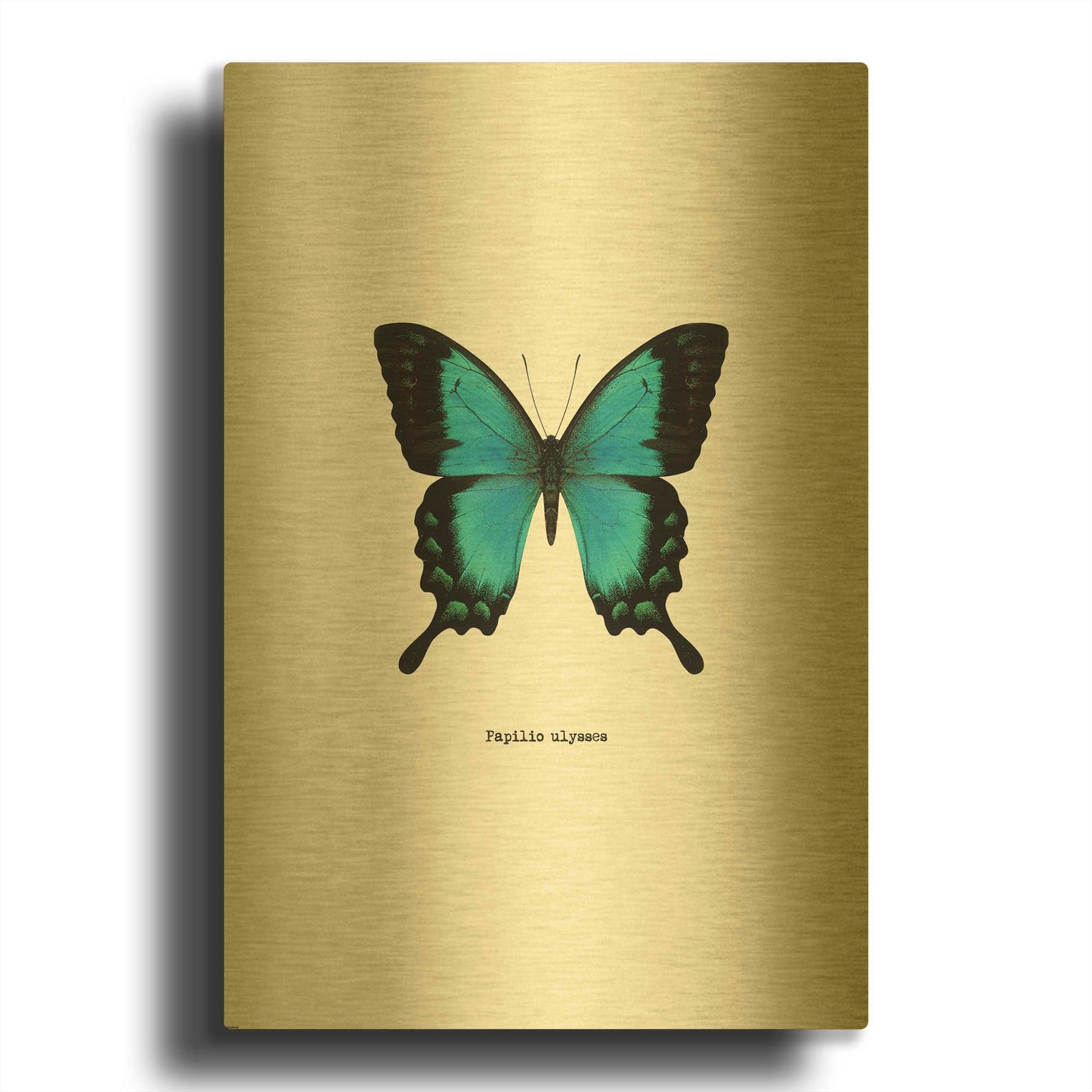'Blue Butterfly' By GraphINC Gold Metal Wall Art