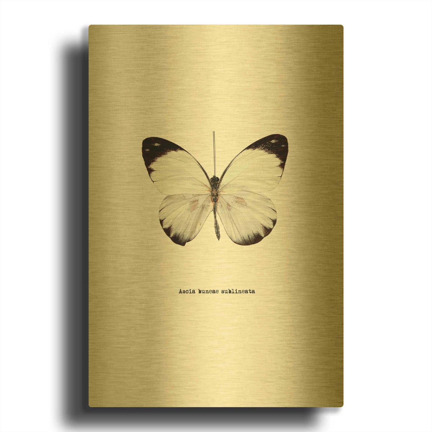 'White Butterfly' By GraphINC Gold Metal Wall Art