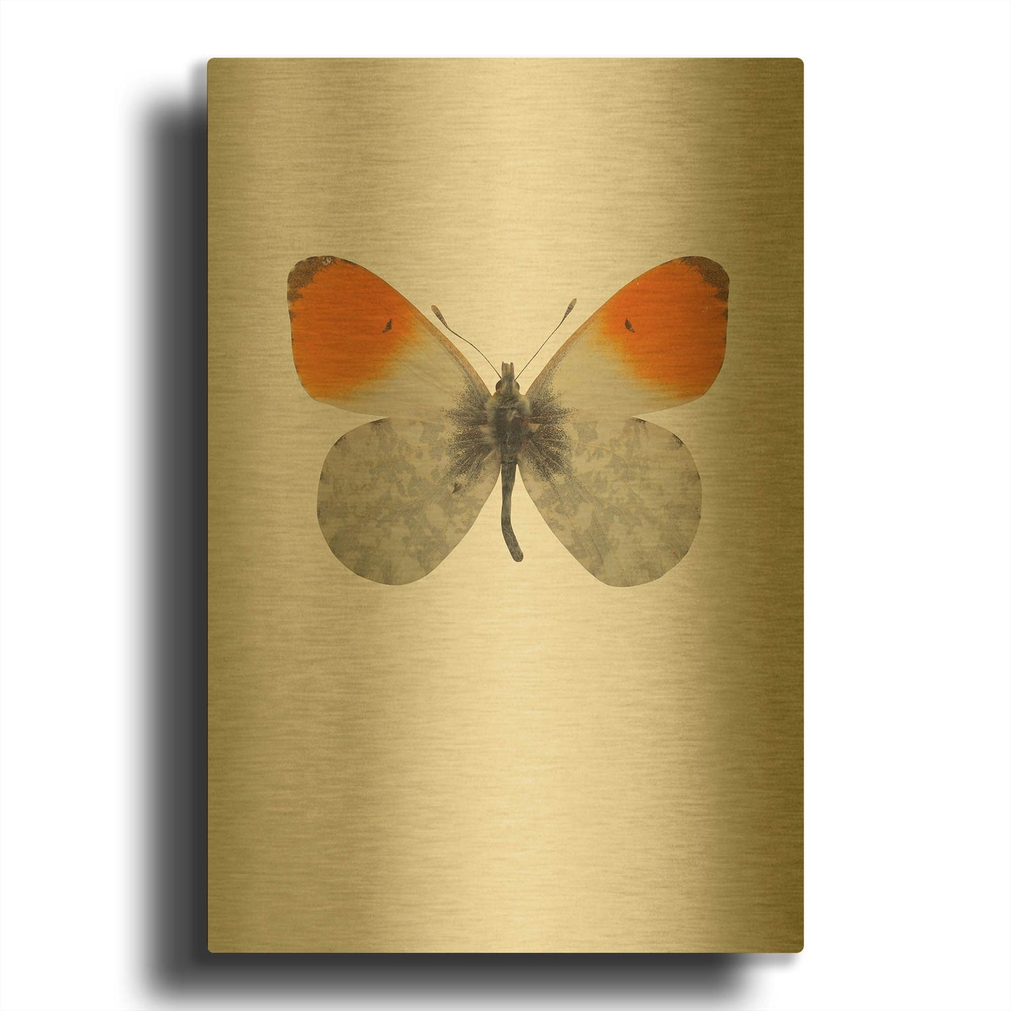 'Agrias Amydon 2' By Incado Gold Metal Wall Art
