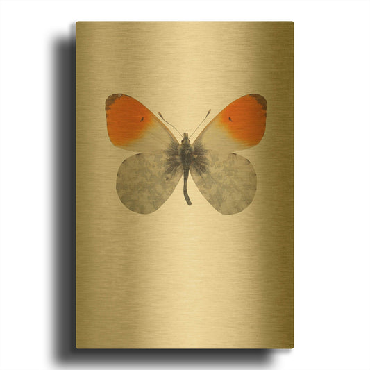 'Agrias Amydon 2' By Incado Gold Metal Wall Art