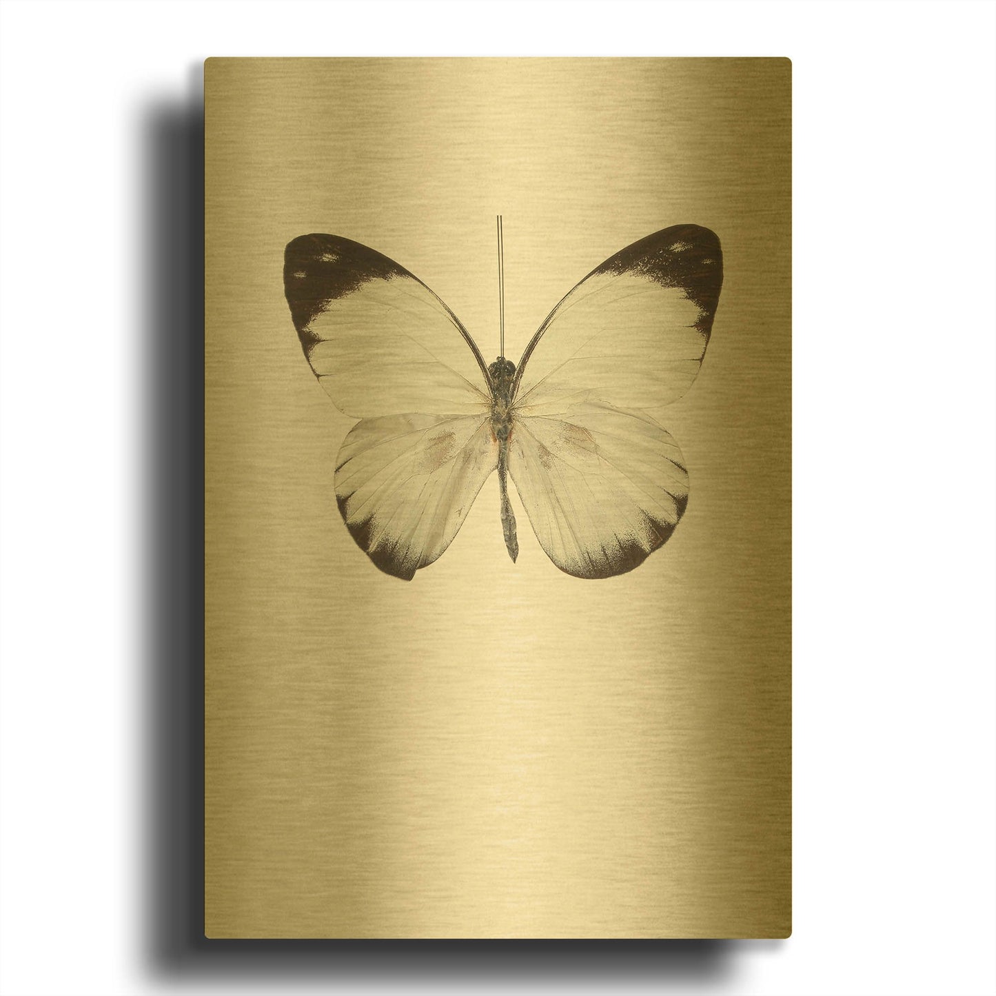 'Agrias Amydon 3' By Incado Gold Metal Wall Art