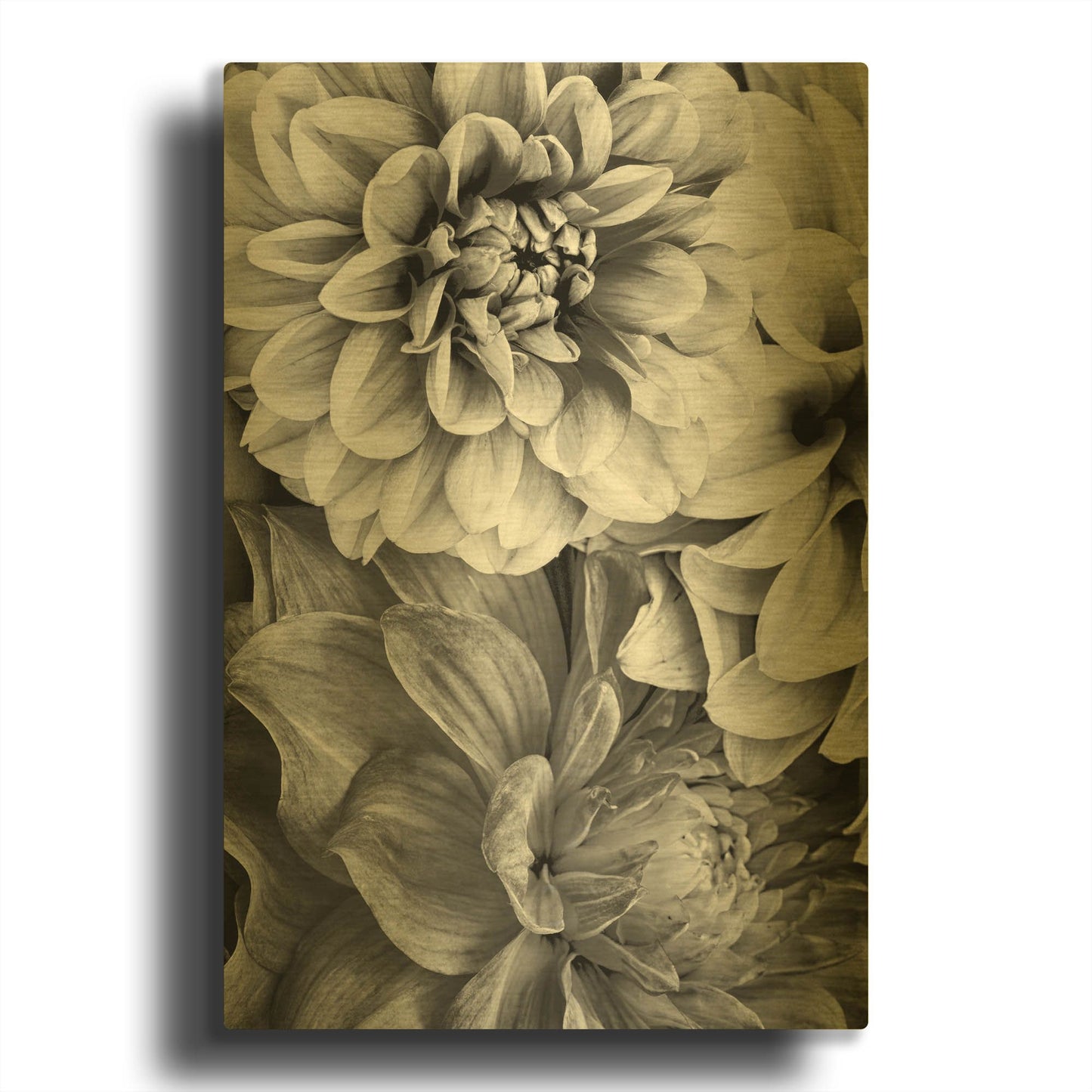 'B&W Flower 2' By Incado Gold Metal Wall Art
