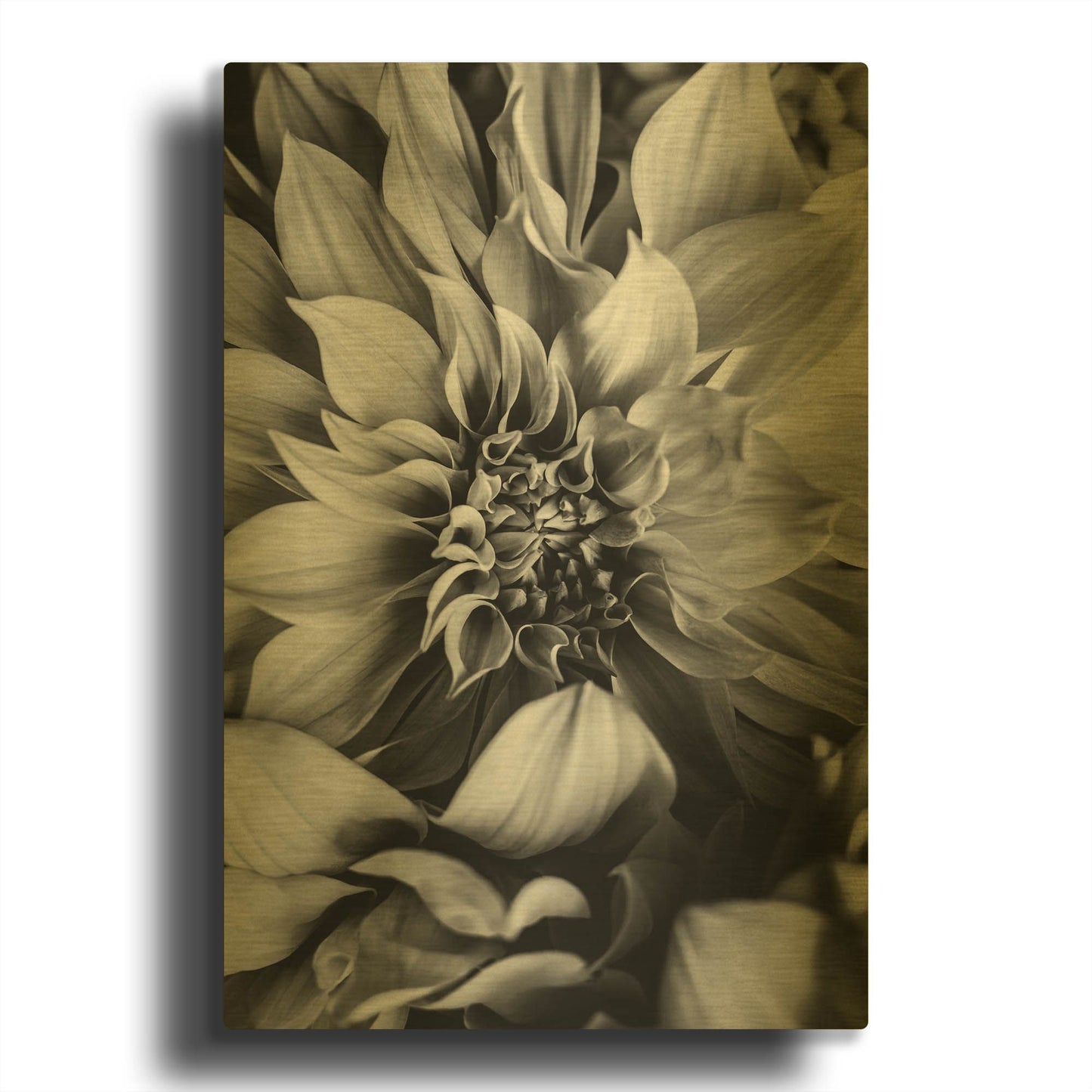 'B&W Flower 4' By Incado Gold Metal Wall Art
