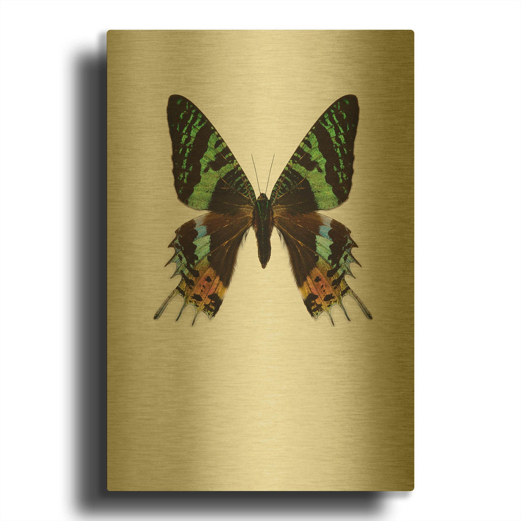 'Chrysiridia Rhipheus' By Incado Gold Metal Wall Art