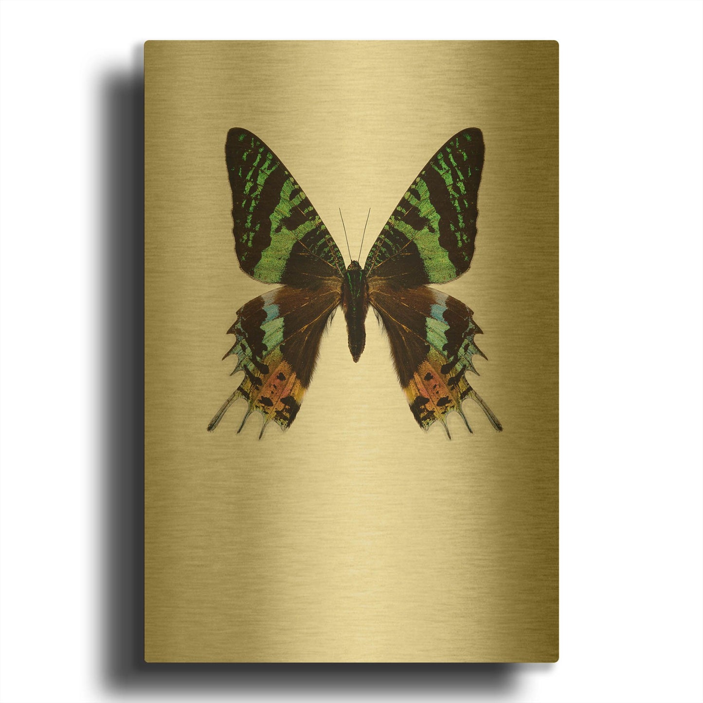 'Chrysiridia Rhipheus' By Incado Gold Metal Wall Art