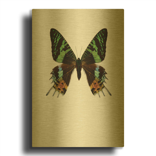 'Chrysiridia Rhipheus' By Incado Gold Metal Wall Art