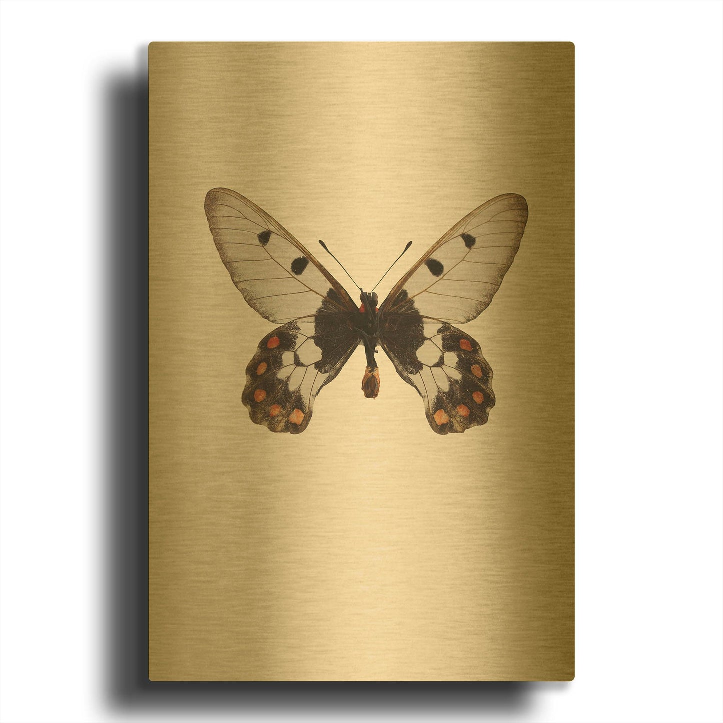 'Cressida Cressida' By Incado Gold Metal Wall Art