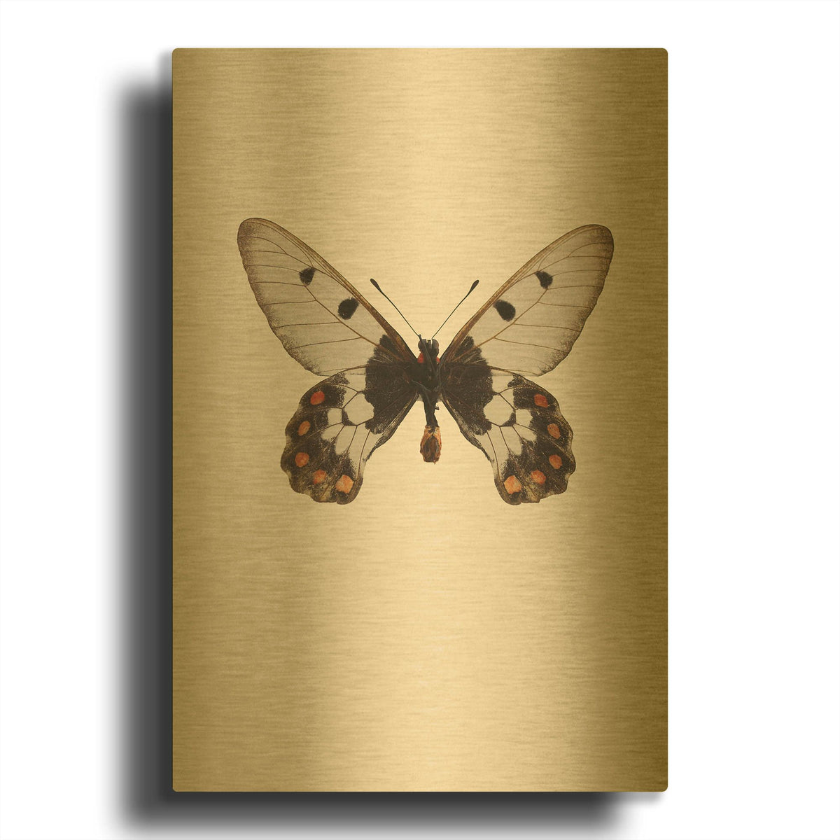'Cressida Cressida' By Incado Gold Metal Wall Art