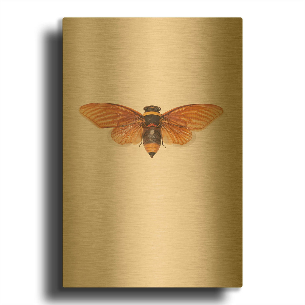 'Dineutus' By Incado Gold Metal Wall Art