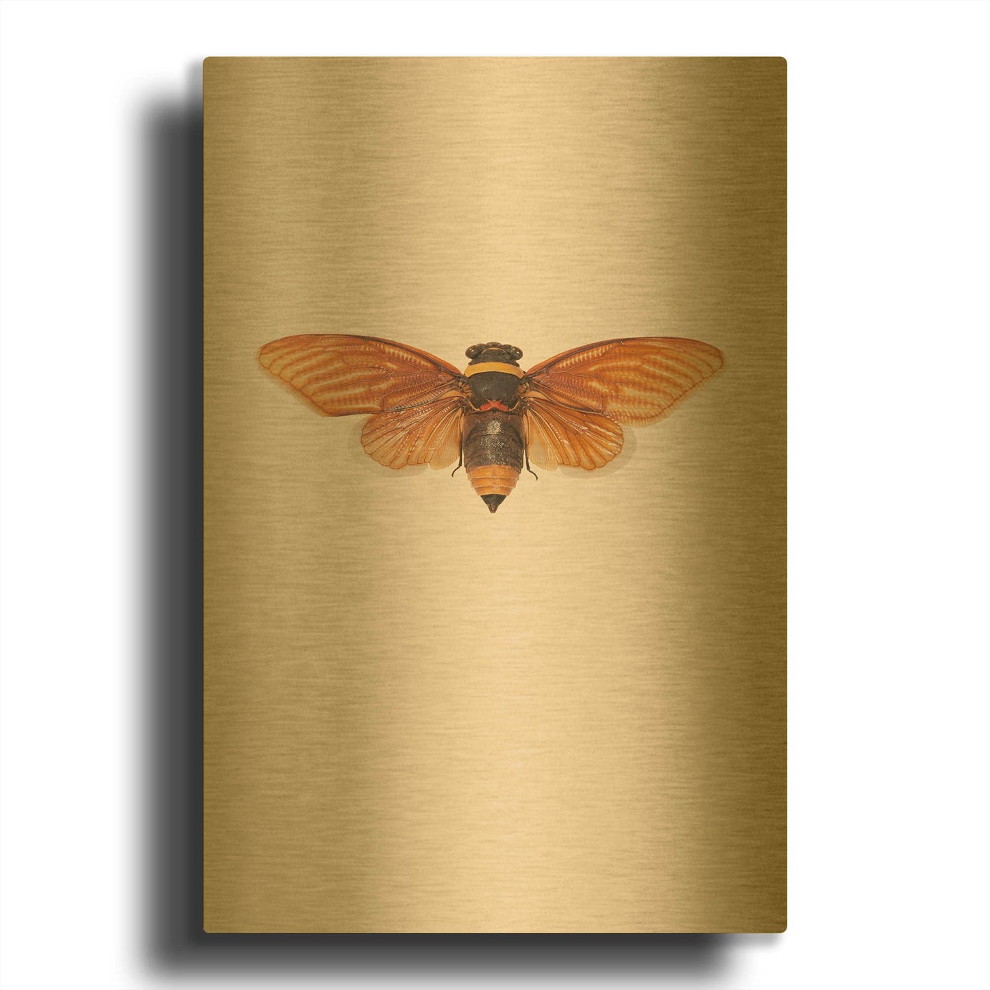 'Dineutus' By Incado Gold Metal Wall Art