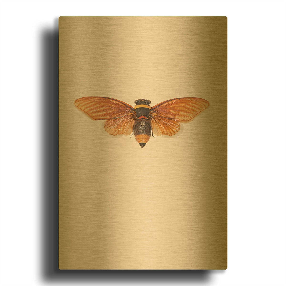 'Dineutus' By Incado Gold Metal Wall Art