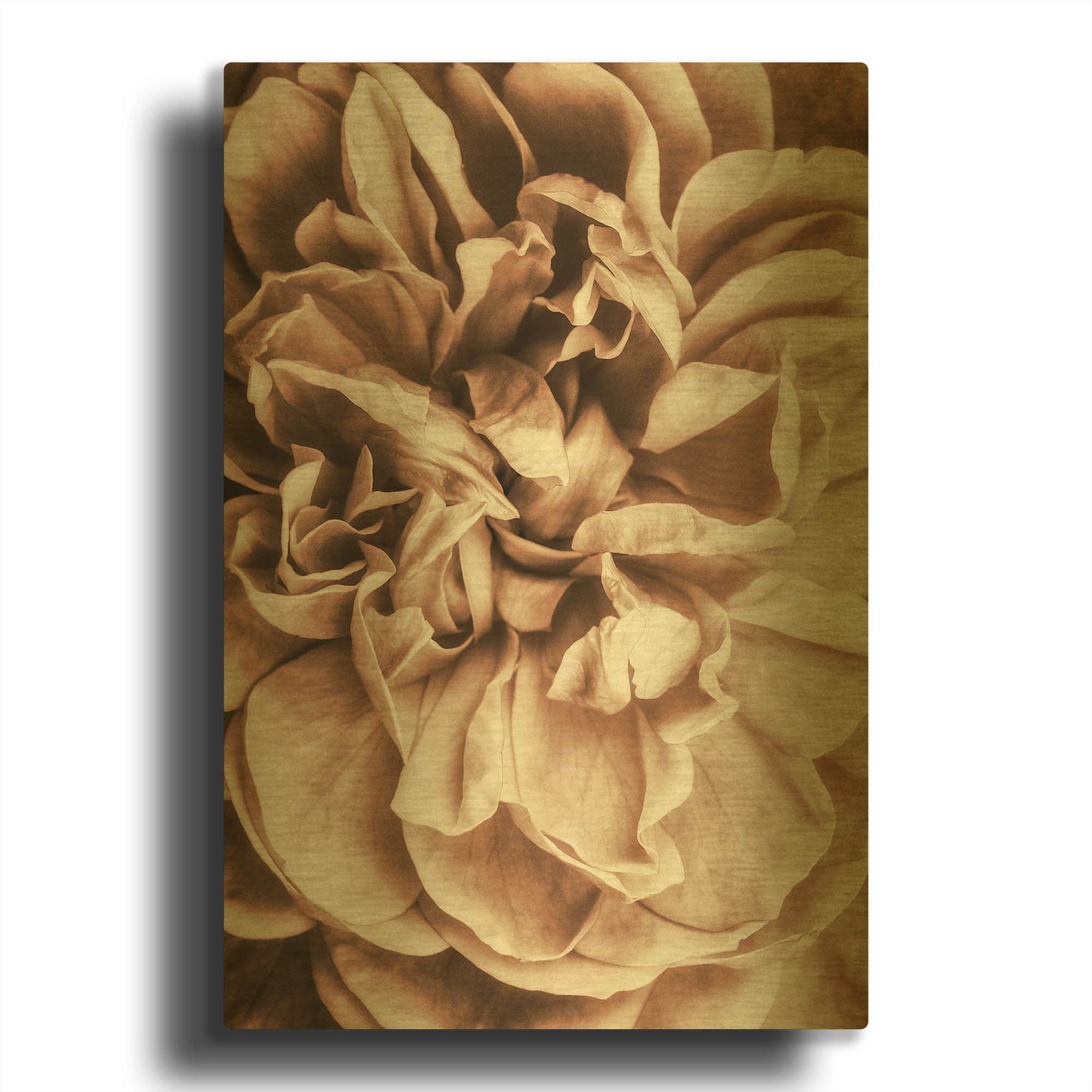 'Flower Bloom 3' By Incado Gold Metal Wall Art