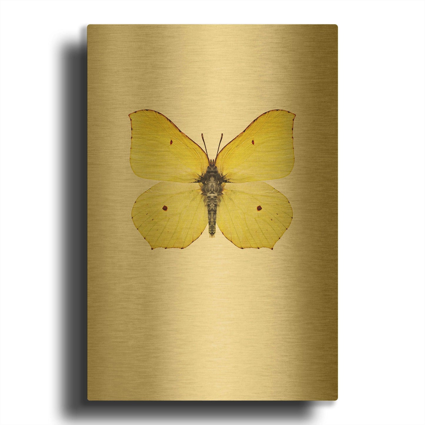 'Gonepteryx Rhamni' By Incado Gold Metal Wall Art