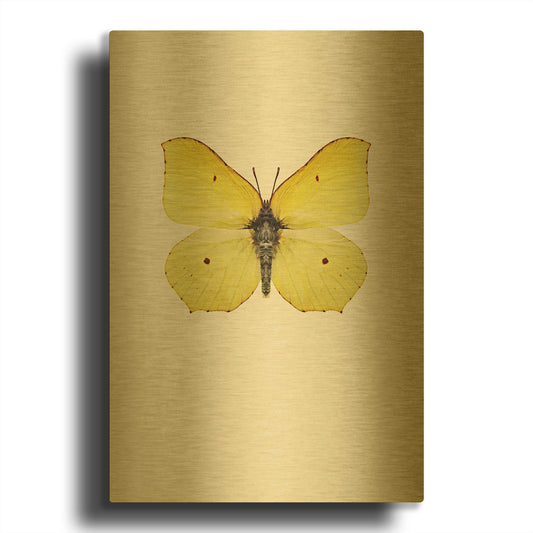 'Gonepteryx Rhamni' By Incado Gold Metal Wall Art