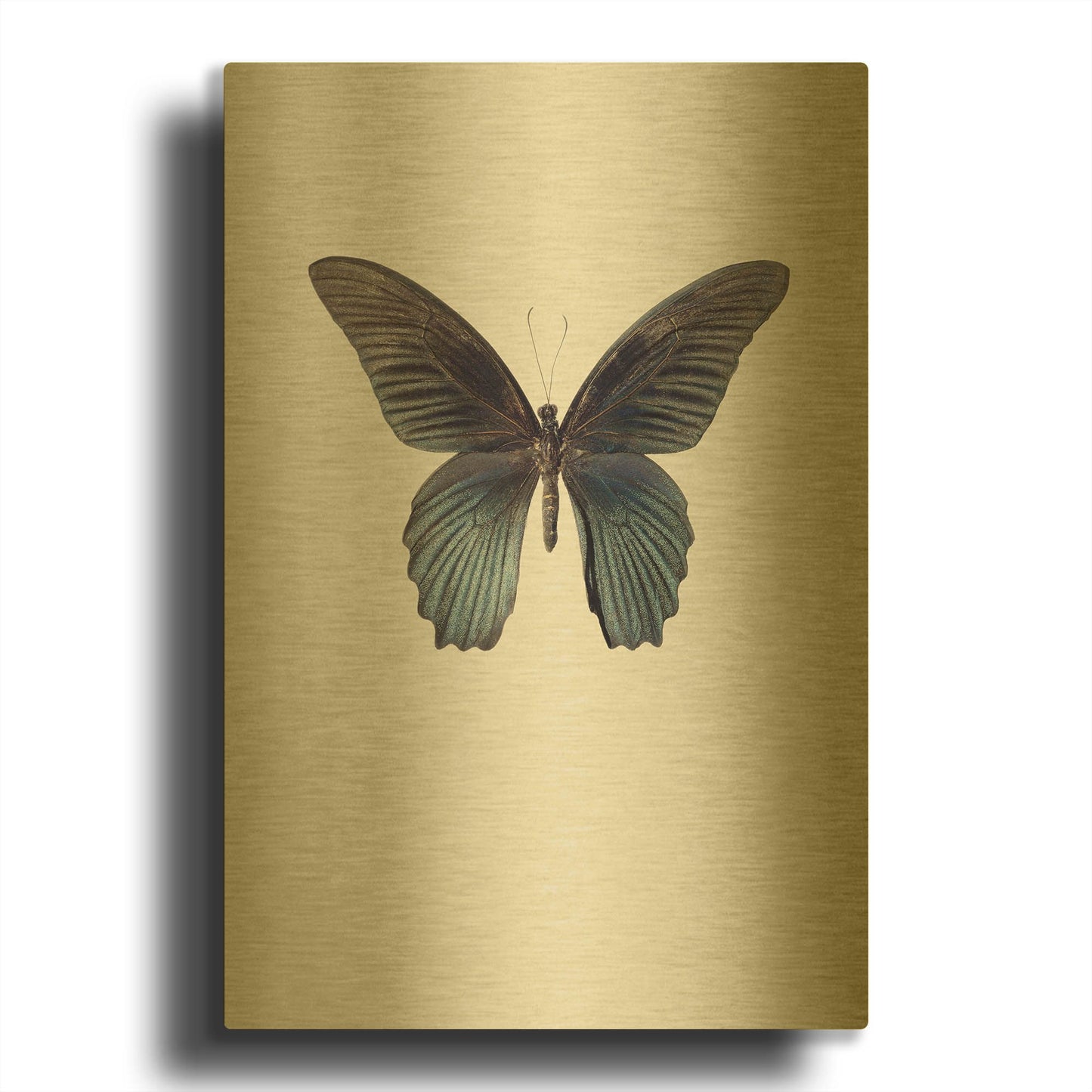 'Great Mormon' By Incado Gold Metal Wall Art