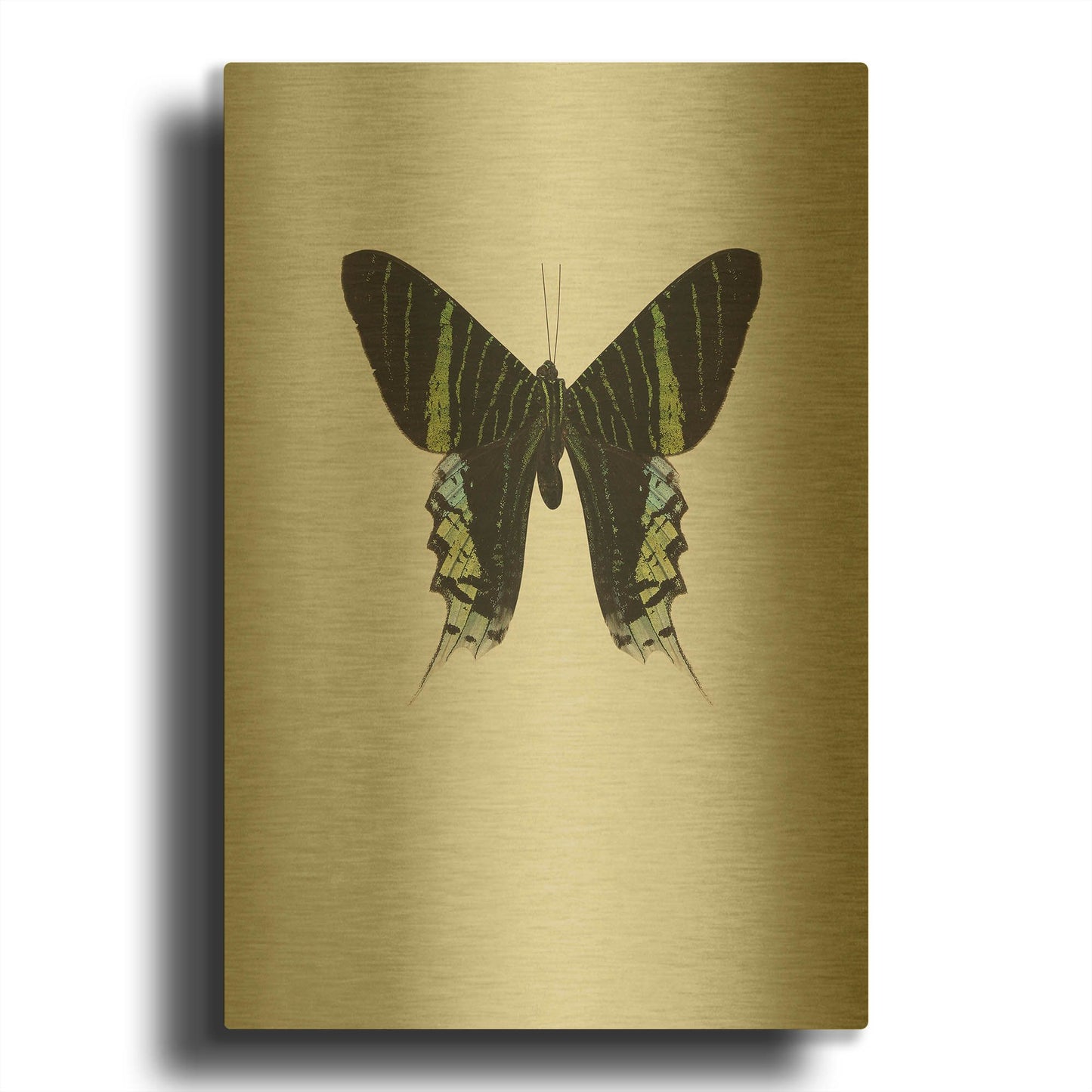 'Green Butterfly' By Incado Gold Metal Wall Art