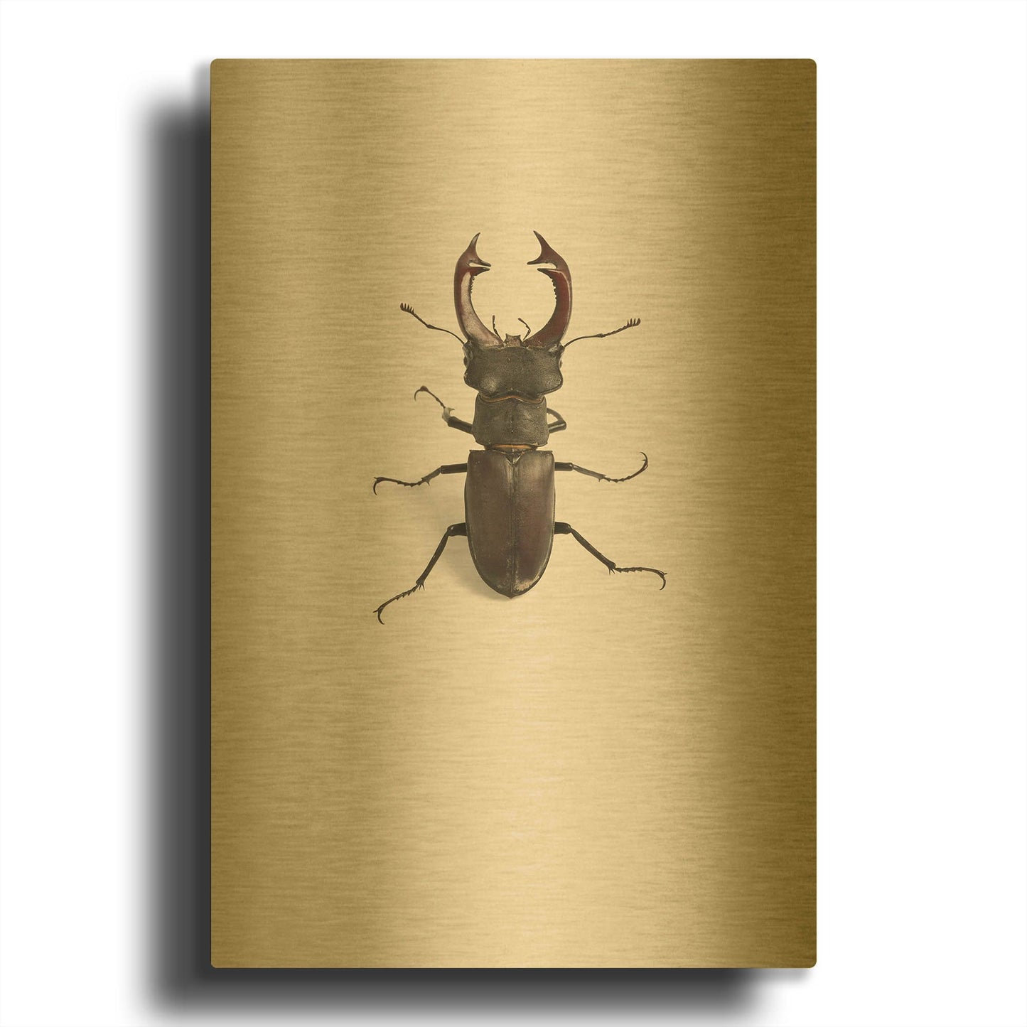 'Lucanus Cervus' By Incado Gold Metal Wall Art