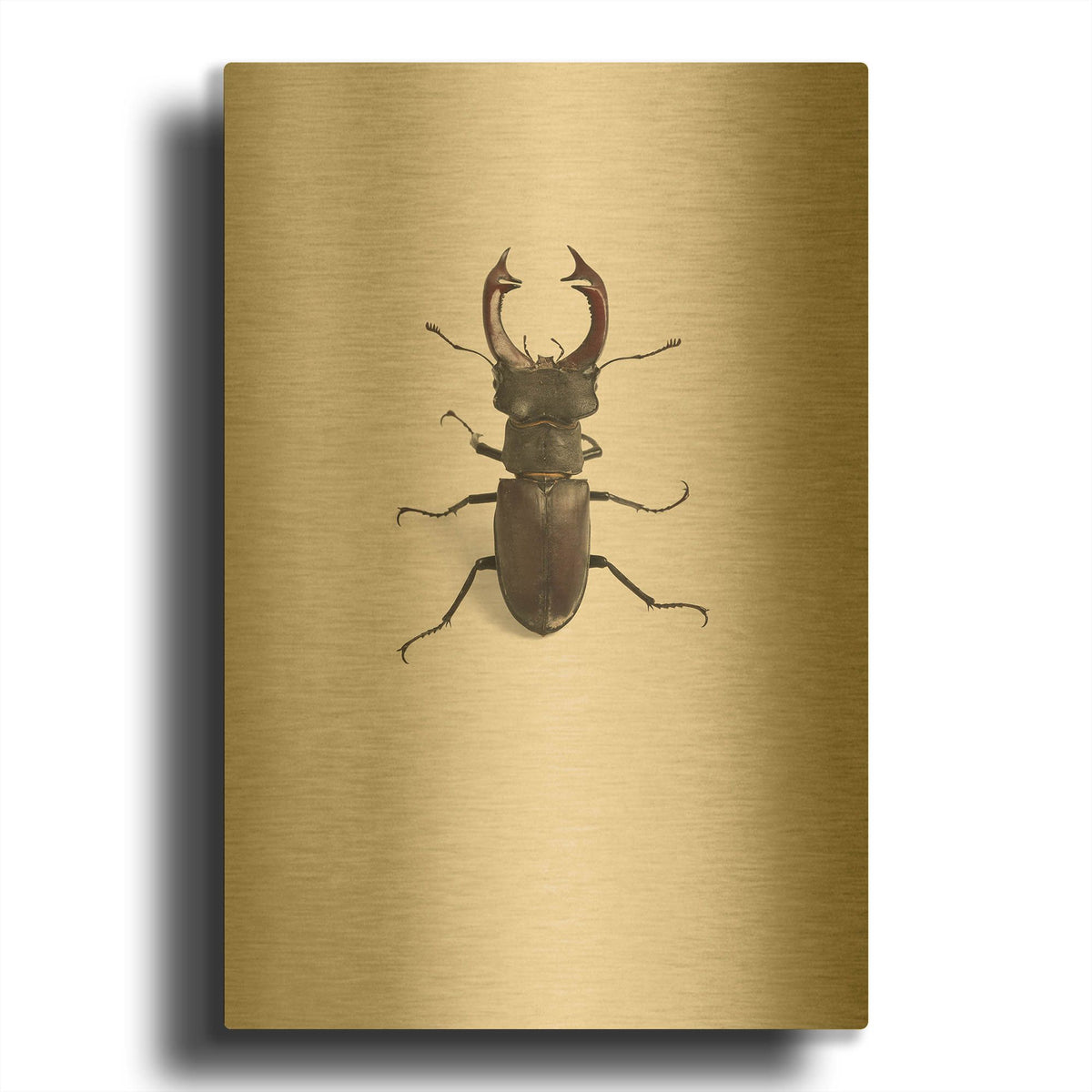 'Lucanus Cervus' By Incado Gold Metal Wall Art