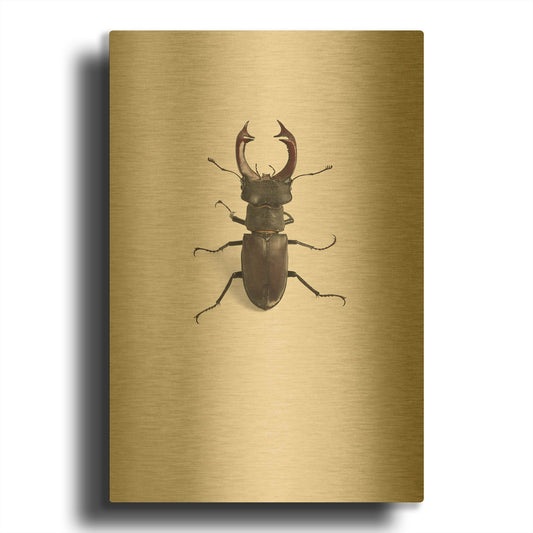 'Lucanus Cervus' By Incado Gold Metal Wall Art