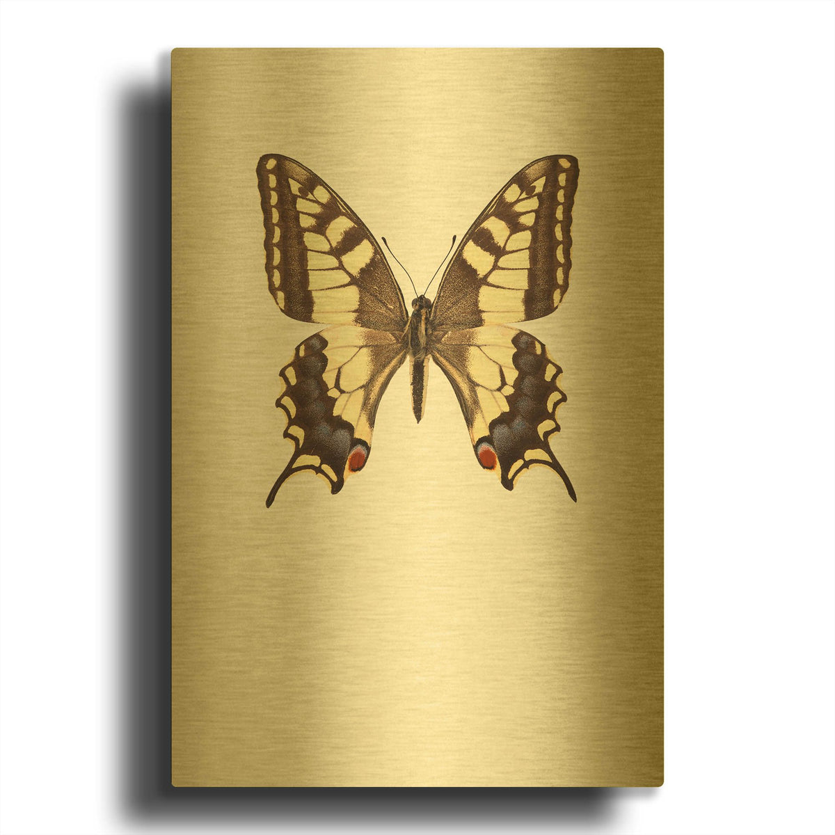 'Papilio Machaon' By Incado Gold Metal Wall Art