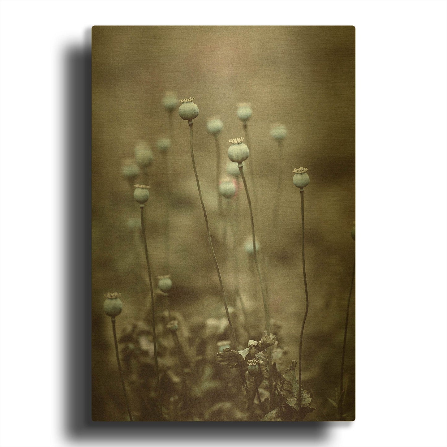 'Poppy Pods' By Incado Gold Metal Wall Art