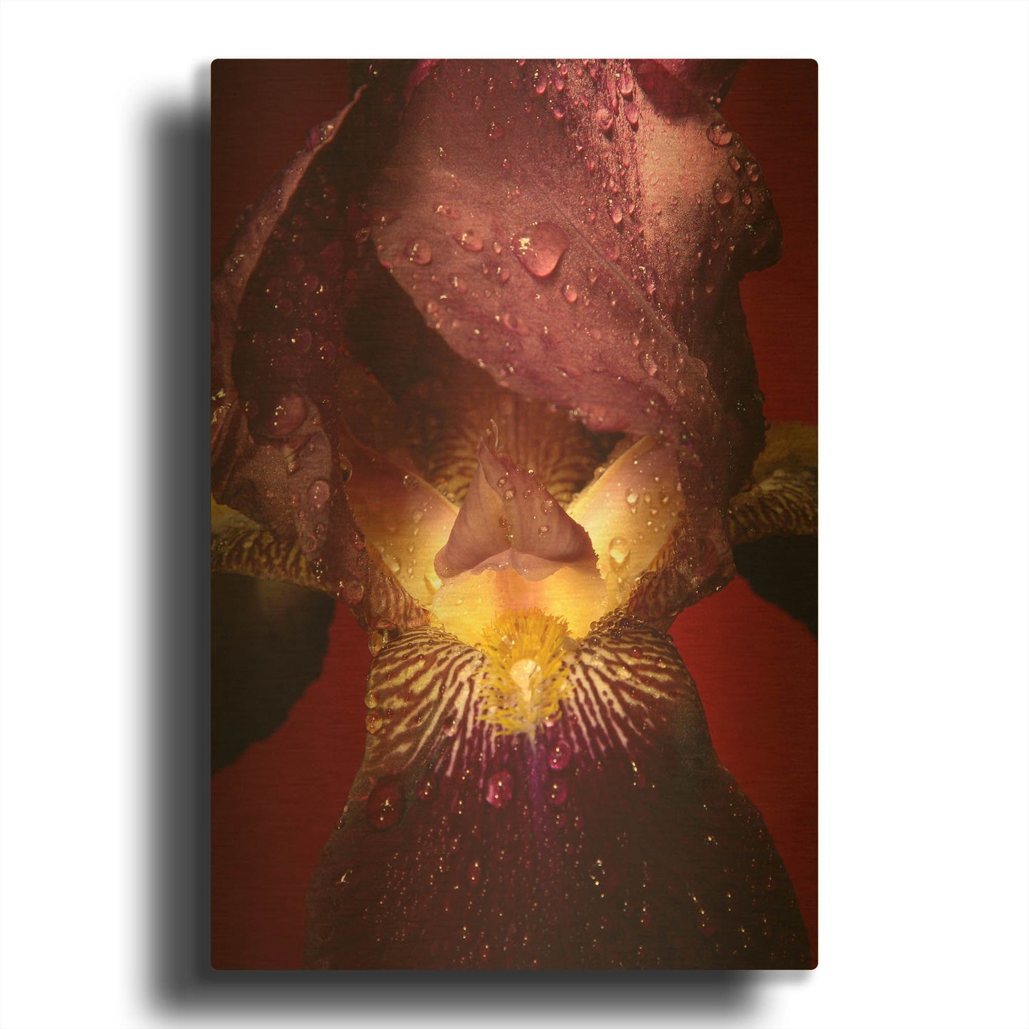 'Red Flower' By Incado Gold Metal Wall Art