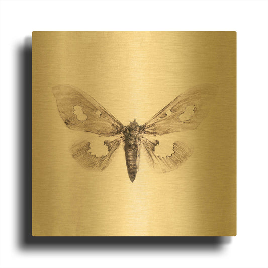 'Sepia Moth' By Incado Gold Metal Wall Art
