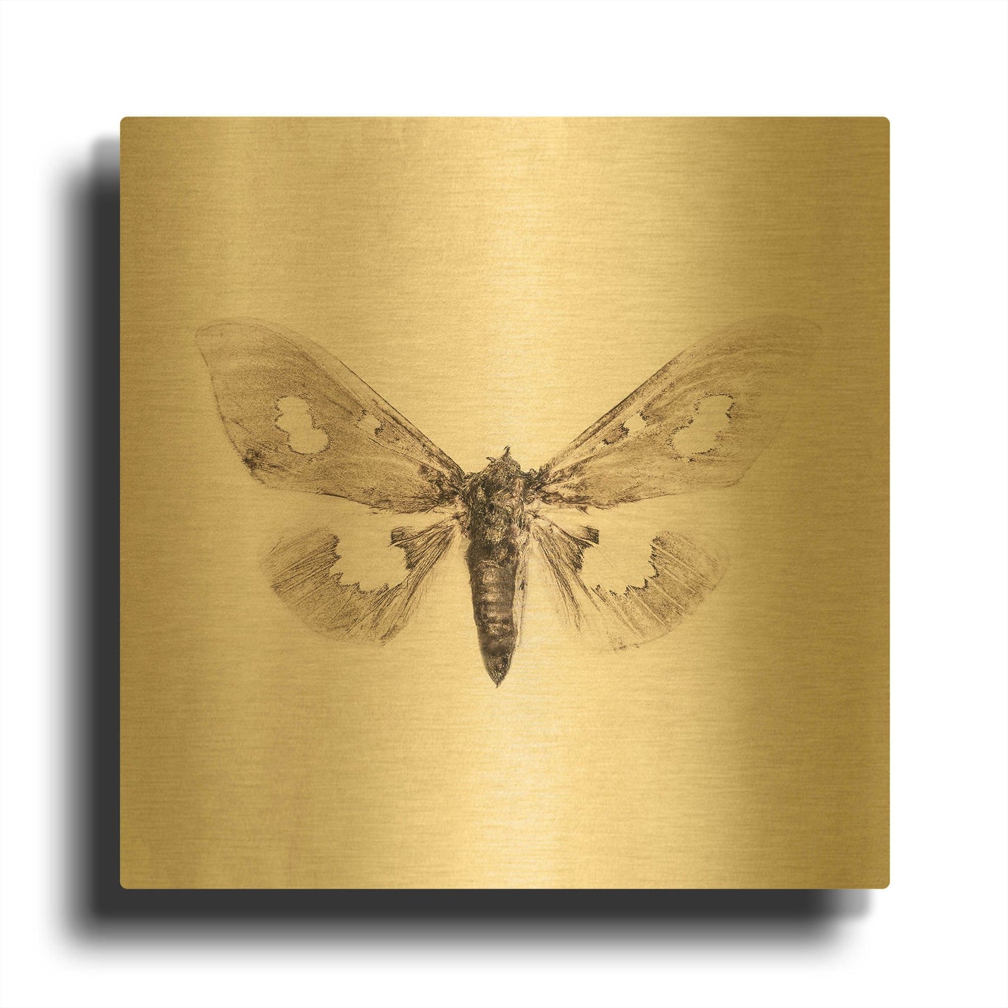 'Sepia Moth' By Incado Gold Metal Wall Art